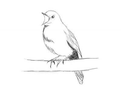 Hogyan kell felhívni a madár ceruza szakaszában - képek és rajzok az asztalra ingyen