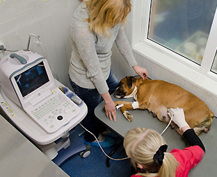 Hogyan állapítható meg a kutya a terhesség jelei, terhesség kimutatására kutyák vizsgálat, ultrahang
