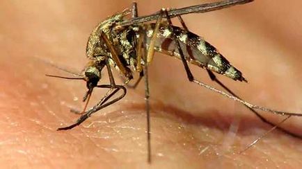 Hogyan lehet megkülönböztetni egy szúnyogcsípés által harapás bug