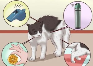 Hogyan elválaszt macska védjegy területén a lakásban - a legjobb módja, hogy