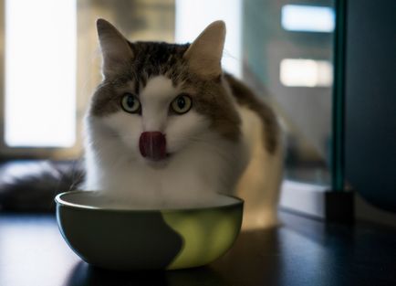 Hogyan elválasztott gyerek macska Whiskas és hozzászoktatni a normális étel