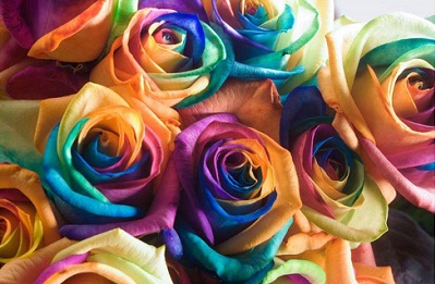 Hogyan újra festeni a rózsa, bármilyen színben, mint, hogy egy multi-színű rózsa