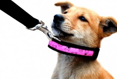 Hogyan válasszuk ki a nyakörvet a kutya cikk