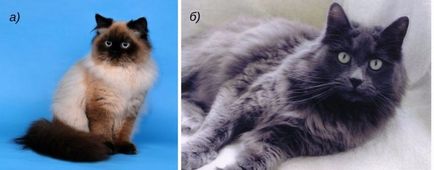 Hogyan lehet csökkenteni a macska otthon, hogy borotválja, ollóval vágja vagy gép, amely jobban