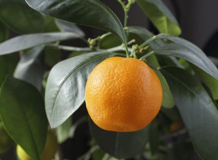Hogyan juthat el a narancssárga termés egy lakásban