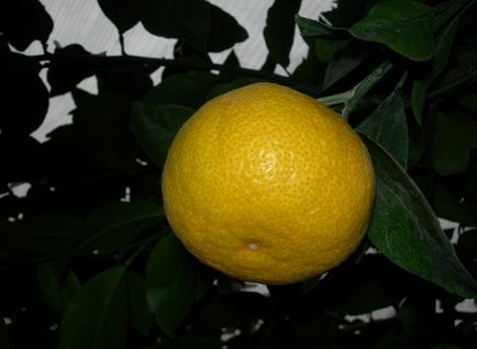 Hogyan juthat el a narancssárga termés egy lakásban