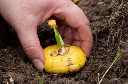 Hogyan növény kardvirág hagymák tavasszal - tippek és trükkök