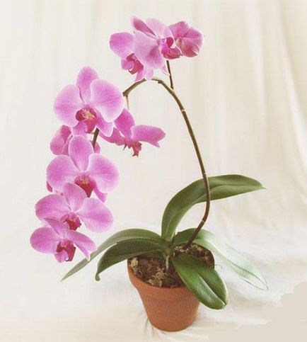 Milyen a növény egy orchidea - ültetés és ápolás otthon orchidea