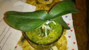 Milyen a növény az orchidea egy bankban otthon