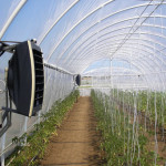 Hogyan építsünk egy üvegház zöldséget egész évben - a legjobb útmutató!