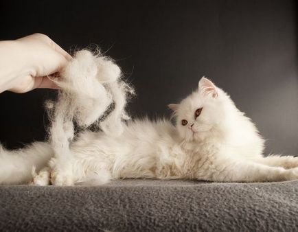 Hogyan kell helyesen és hogyan fésű a macskát, és a macska video utasításokat