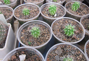 Hogyan növekszik a kaktusz otthon