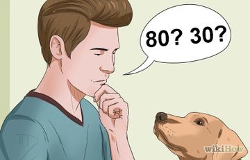 Hogyan hozzászoktatni a kutyát a paddock