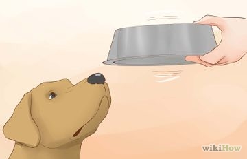 Hogyan hozzászoktatni a kutyát a paddock