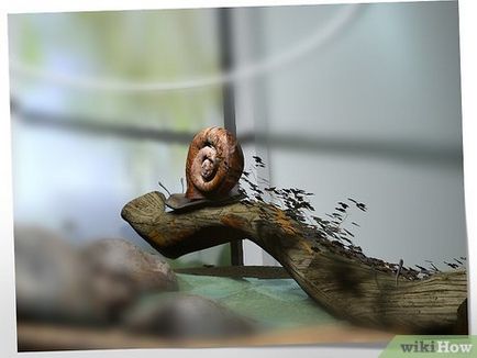 Hogyan szaporodnak csigák