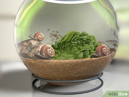 Hogyan szaporodnak csigák