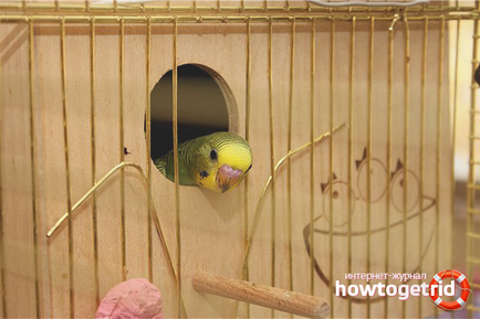 Hogyan szaporodnak budgies az otthoni 1