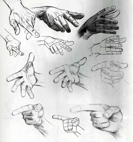 Hogyan kell felhívni a kezét szerkezete a karok és kezek