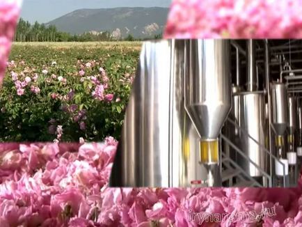 Hogyan készítsünk rózsaolaj saját kezűleg otthon, ízek és színek a egészségügyi szépség