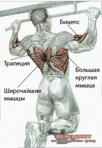 Hogyan, hogy a hátsó szélesebb vagy a titka a széles hátán, musclesfit