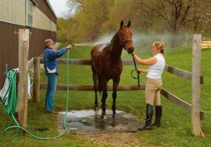 Hogyan kell tartani a ló, hogyan kell gondoskodni, és egy szép hobbi lótenyésztés