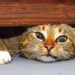 Hogyan lehet csökkenteni a macska otthon, írógép, olló, egy fotó és videó ollóval macskák és a macska alatt