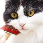 Hogyan lehet csökkenteni a macska otthon, írógép, olló, egy fotó és videó ollóval macskák és a macska alatt