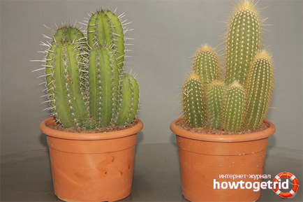 Hogyan törődik egy kaktusz az otthoni