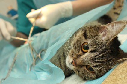 Hogyan kell szedni a macska sterilizálás után 1