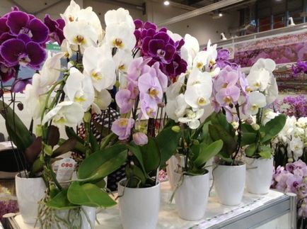 Hogyan törődik orchidea termelők tippeket