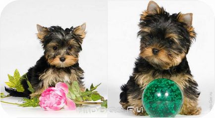 Hogyan válasszuk ki a kölyök Yorkshire terrier tudni (fotó)