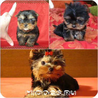 Hogyan válasszuk ki a kölyök Yorkshire terrier tudni (fotó)