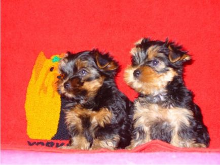 Hogyan válasszuk ki a kölyök Yorkshire terrier - Cikkek a kutyák