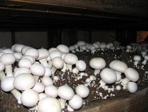 Hogyan növekszik gombát a ház