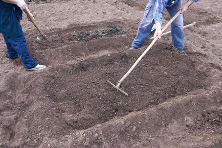 Hogyan nőnek eper a nyílt terepen lépésről lépésre