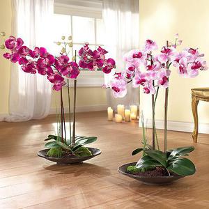 Hogyan növekszik orchideák otthoni gondozás ajánlások egy növény