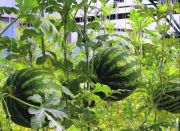 Hogyan növekszik egy görögdinnye otthon magok ültetése, gondozása, beporzás, fotó, videó