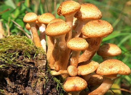Hogyan növekszik gombát az országban - gomba, laskagomba, rókagomba