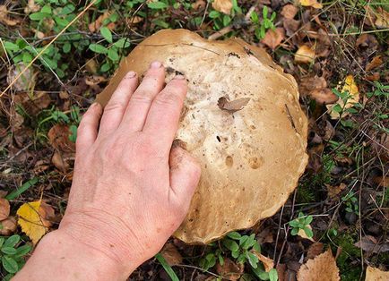 Hogyan növekszik gombát az országban - gomba, laskagomba, rókagomba