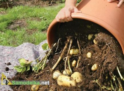 Hogyan növekszik a burgonyát egy hordó