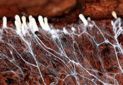 Hogyan növekszik micélium otthon