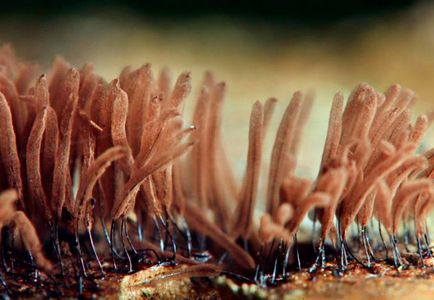 Hogyan növekszik micélium otthon
