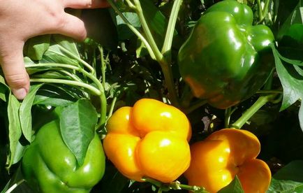 Hogyan növekszik paprika, válassza vetőmagok és ültetési anyagok