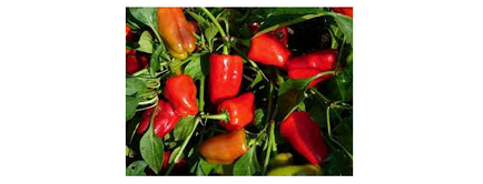 Hogyan növekszik paprika, válassza vetőmagok és ültetési anyagok