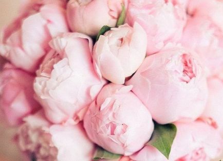 Hogyan nő pünkösdi rózsa luxus webhelyén