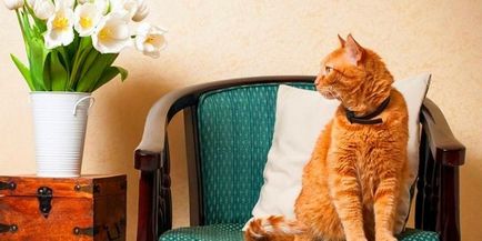 Hogyan, hogy a bolhák macskák - hatékony eszköze a harc lakásárak