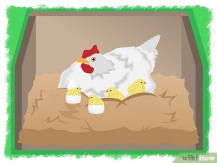 Összegezve a csirkék