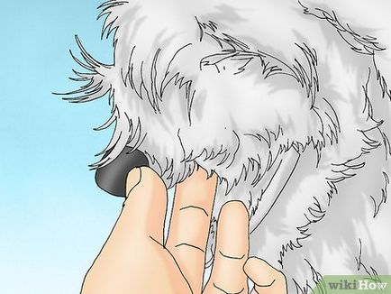 Hogyan törődik egy kutya egy rés pixel