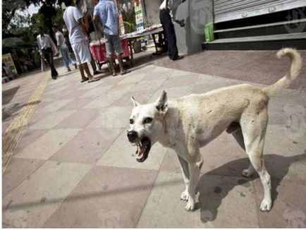 Hogyan védekezhet a kutyák az utcán (vagy csomag kutya) gyakorlati ajánlások