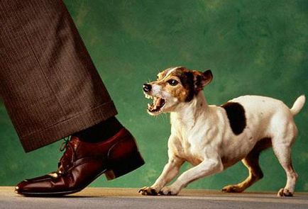 Hogyan védekezhet a kutyák az utcán (vagy csomag kutya) gyakorlati ajánlások